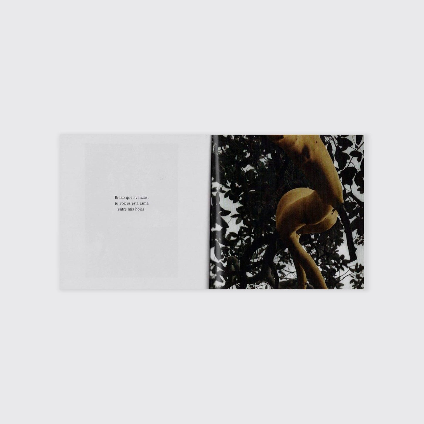 BOOK / THE EROTICIZED FOREST. Alicia Ahumada, Alberto Ruy Sánchez