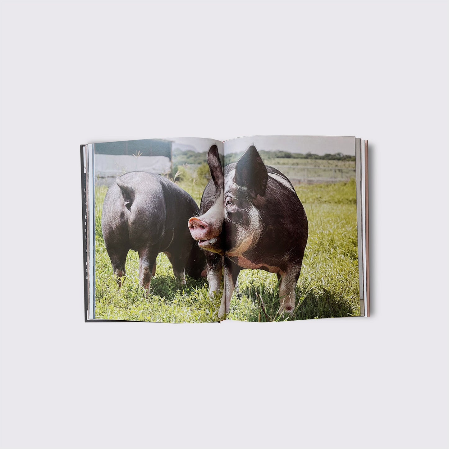 BOOK / THE DEMOCRATIC REPUBLIC OF THE PORK. Pedro Reyes