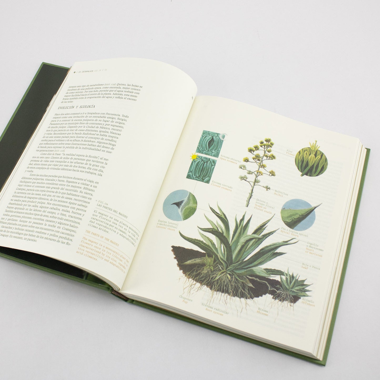 BOOK / ¡QUÉ VIVA EL PULQUE! Juan Escalona