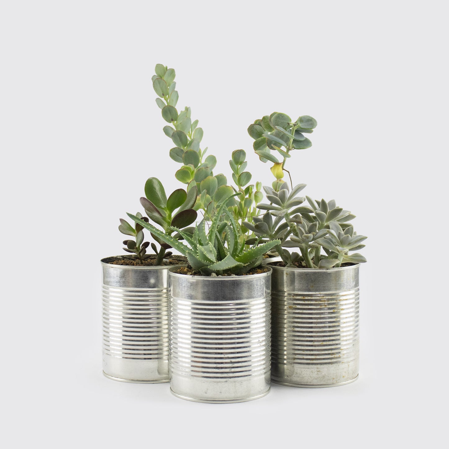 PLANTA SUCULENTA