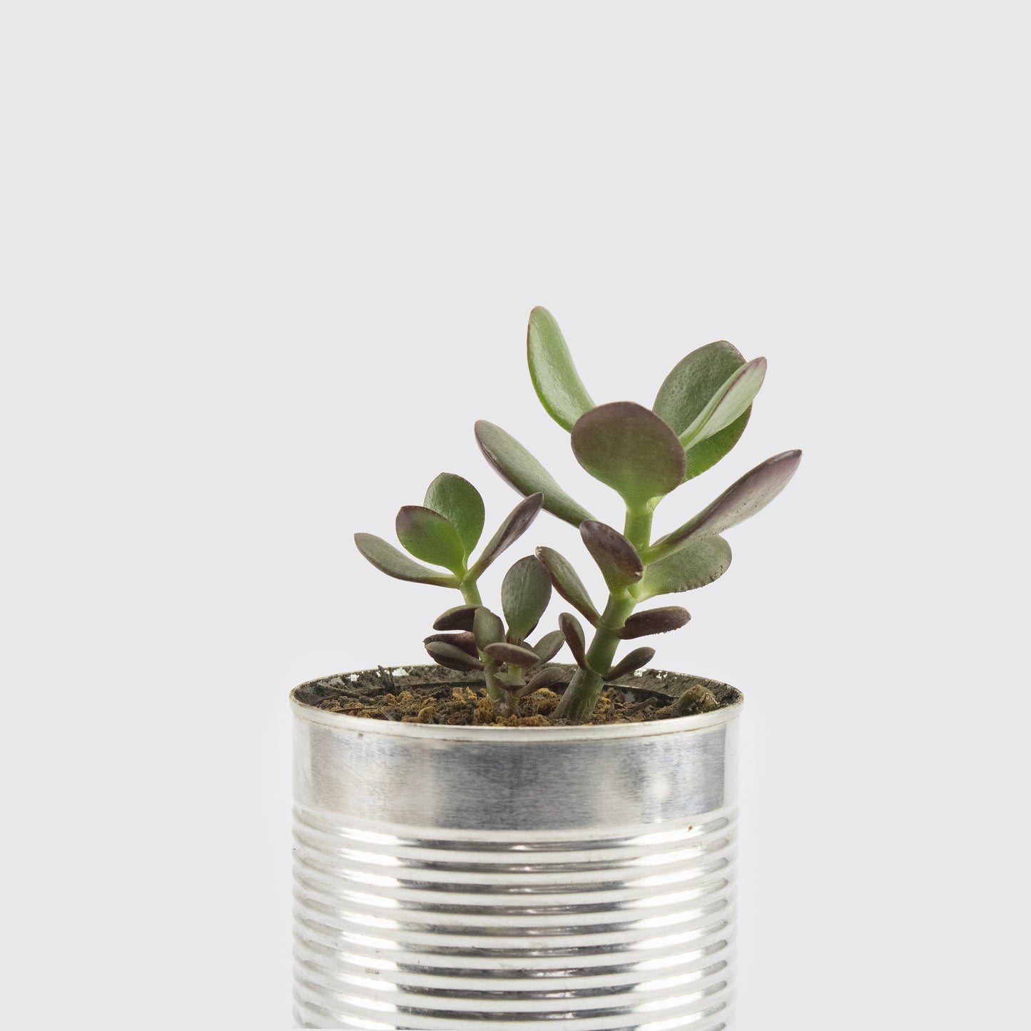 PLANTA SUCULENTA