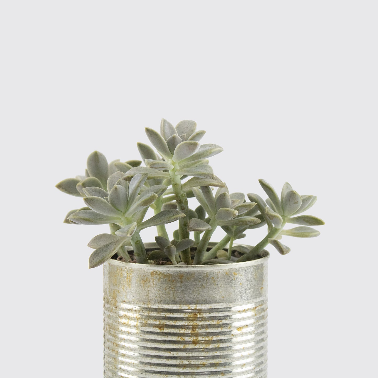 PLANTA SUCULENTA