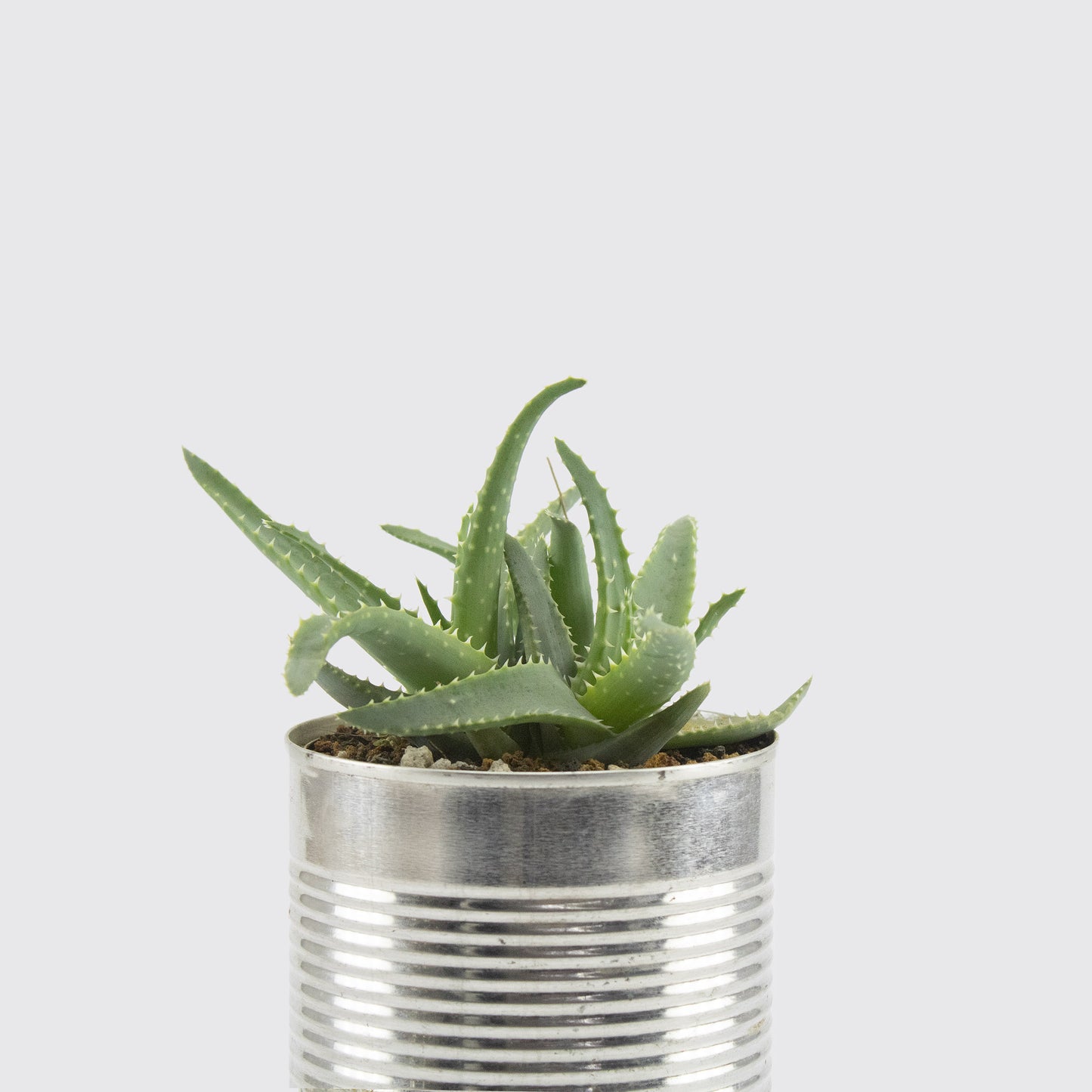 PLANTA SUCULENTA