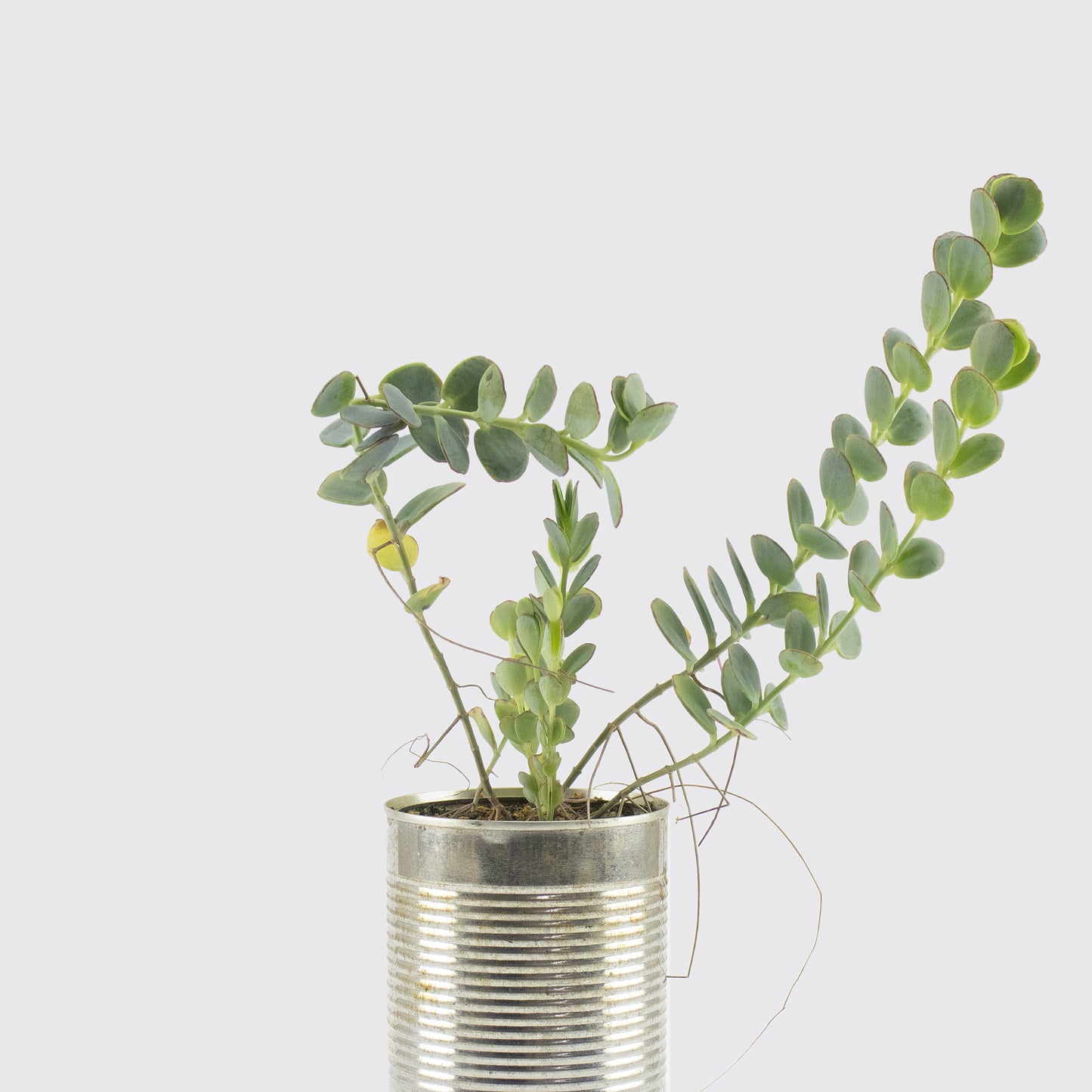 PLANTA SUCULENTA